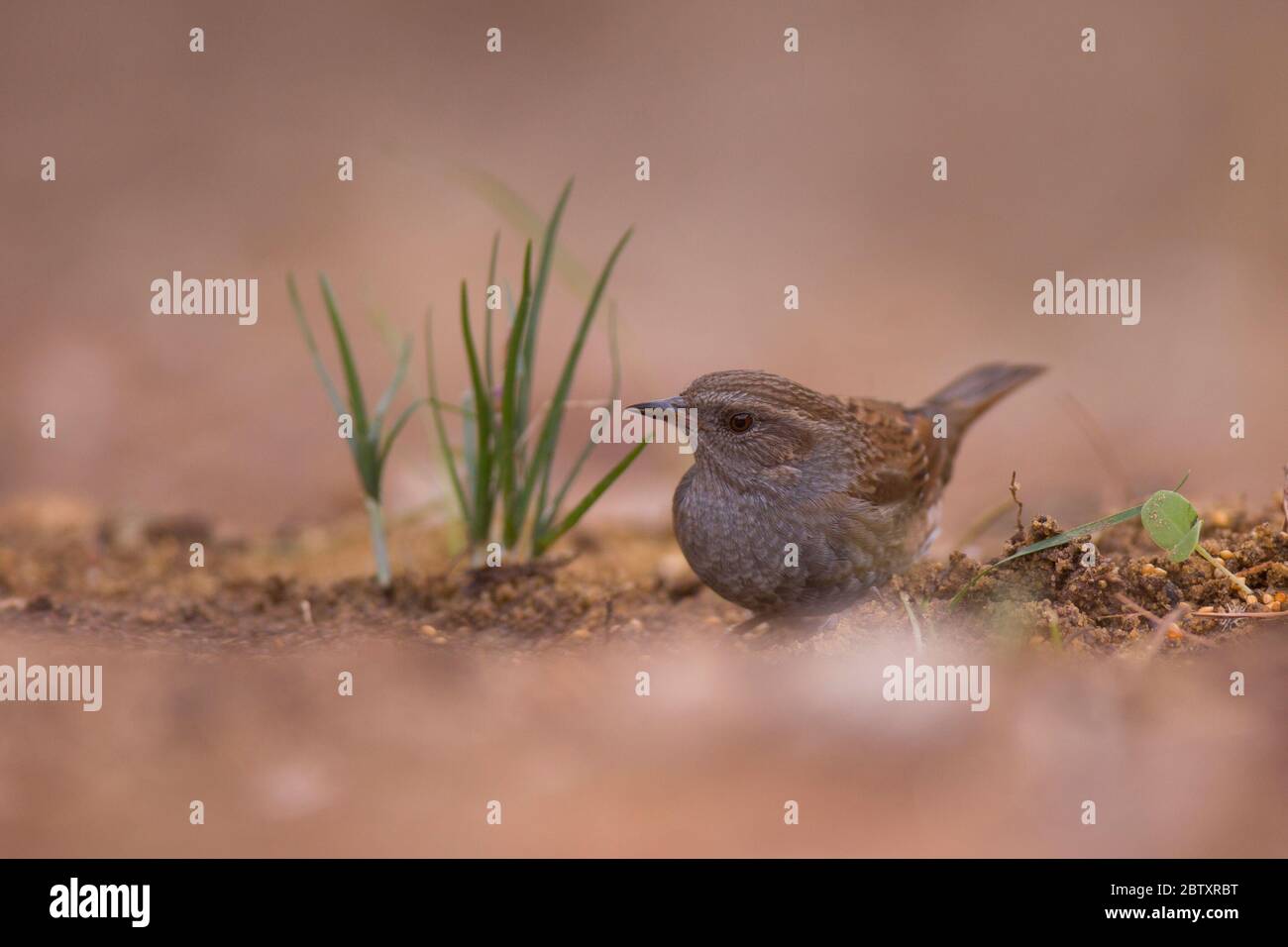 The alpine accentor (Prunella collaris) is a small passerine bird in the family Prunellidae. Photographed at the Ein Afek nature reserve, Israel Stock Photo