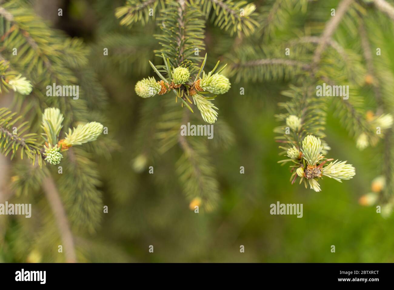 sprig of spruce with young shoots on a blurred background Stock Photo