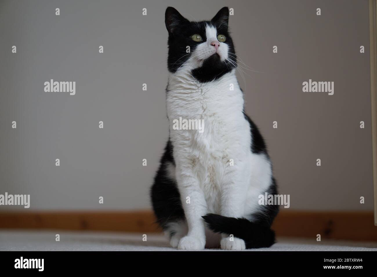 Black & White Male Cat Stock Photo