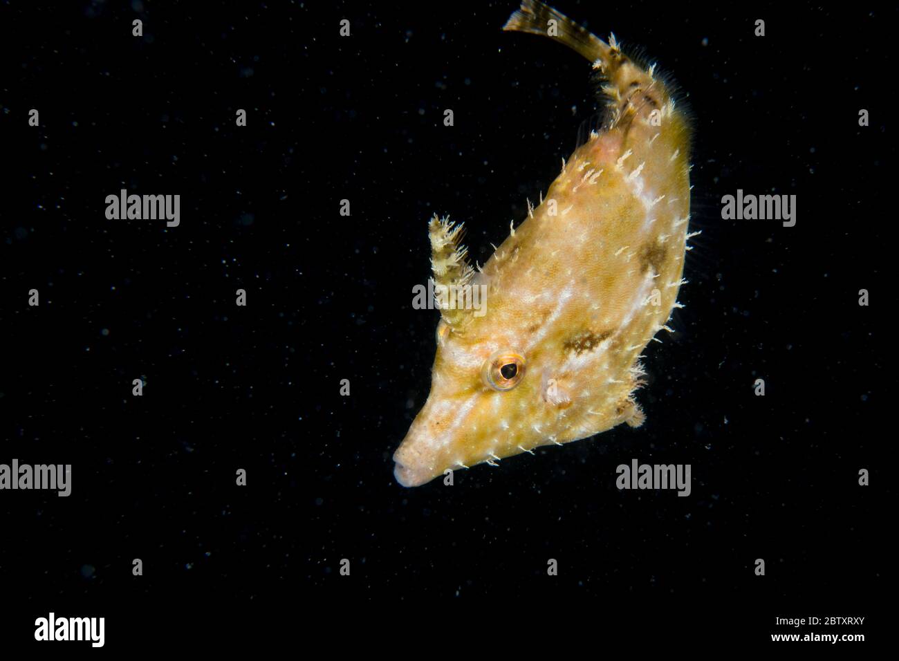 A juvenile leafy filefish with a black background, at Mabul Island, Sabah, Borneo, Malaysia Stock Photo