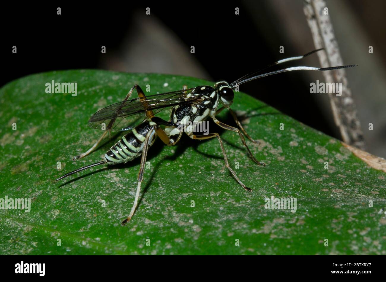 Darwin Wasp, Ichneumon promissorius, with ovipositor on leaf, Klungkung, Bali, Indonesia Stock Photo