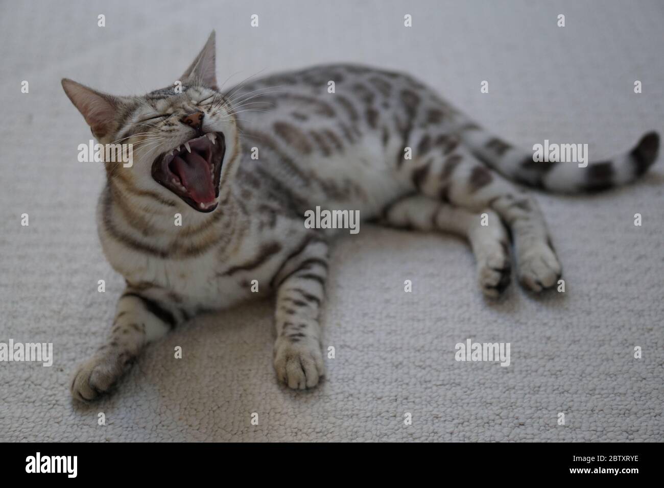 Silver Pedigree Bengal Stock Photo
