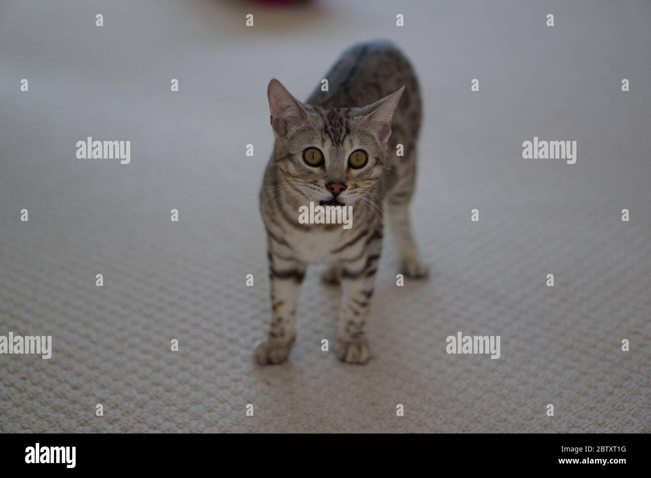 Silver Pedigree Bengal Stock Photo