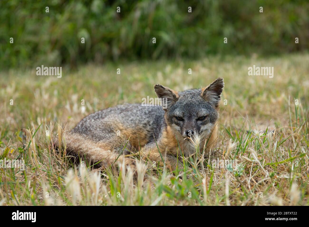 An endemic Santa Cruz Island Fox resting on grass at Santa Cruz Island, Channel Islands, California, USA. Stock Photo