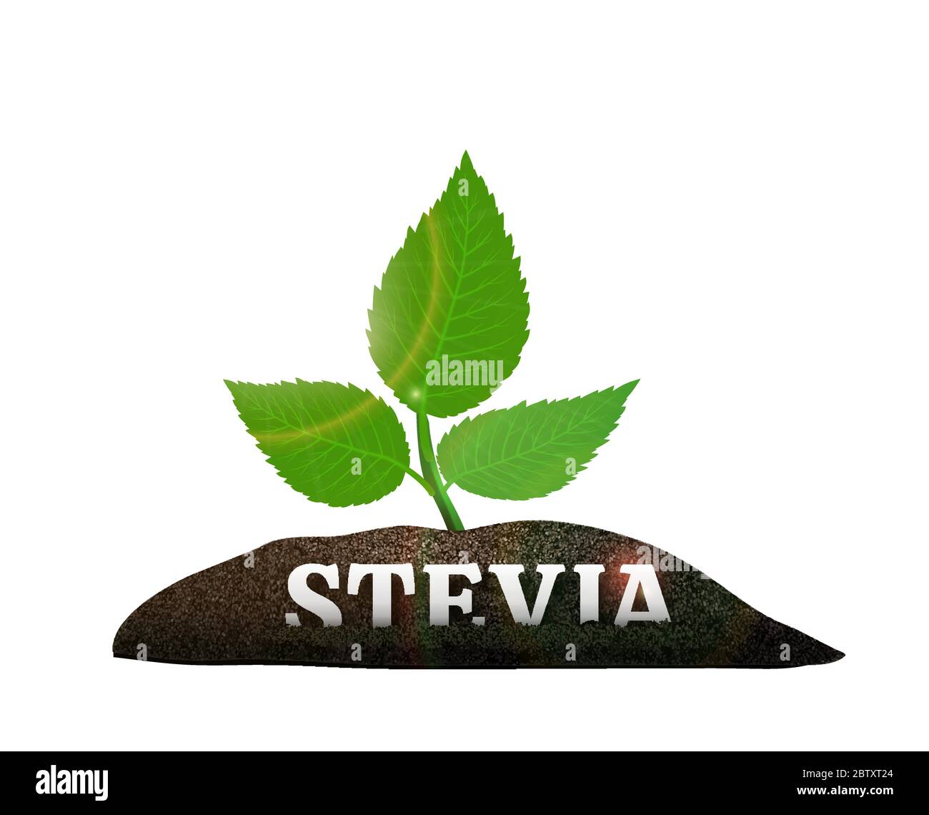 Stevia plant in the ground. Vector illustration Stock Vector
