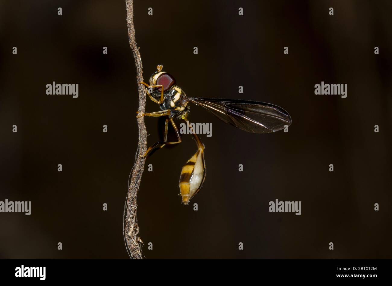 Mimic Hoverfly, Allobaccha sp, mimicking a thin-waisted Sphecid wasp), Klungkung, Bali, Indonesia Stock Photo