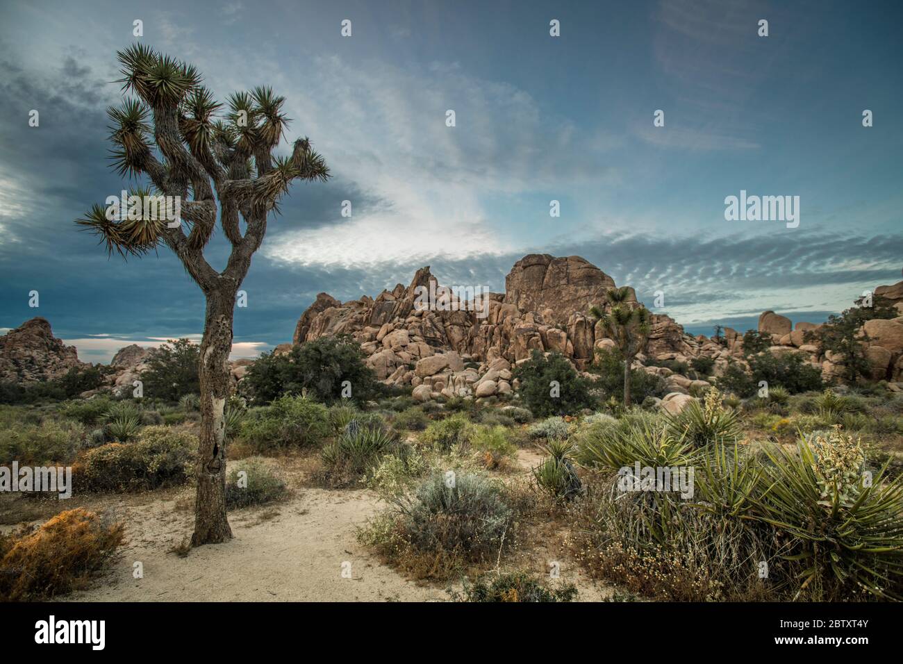A Joshua Tree, desert vegetation, and rock formations in Joshua Tree National Park, California, USA. Stock Photo