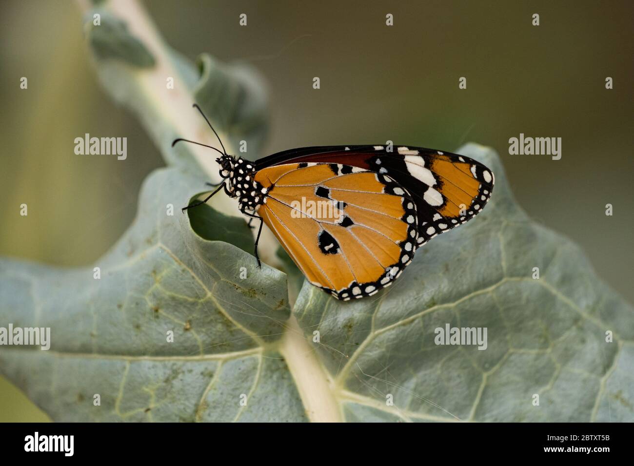 Plain Tiger (Danaus chrysippus) AKA African Monarch Butterfly on a flower Photographed in Israel, in July Stock Photo