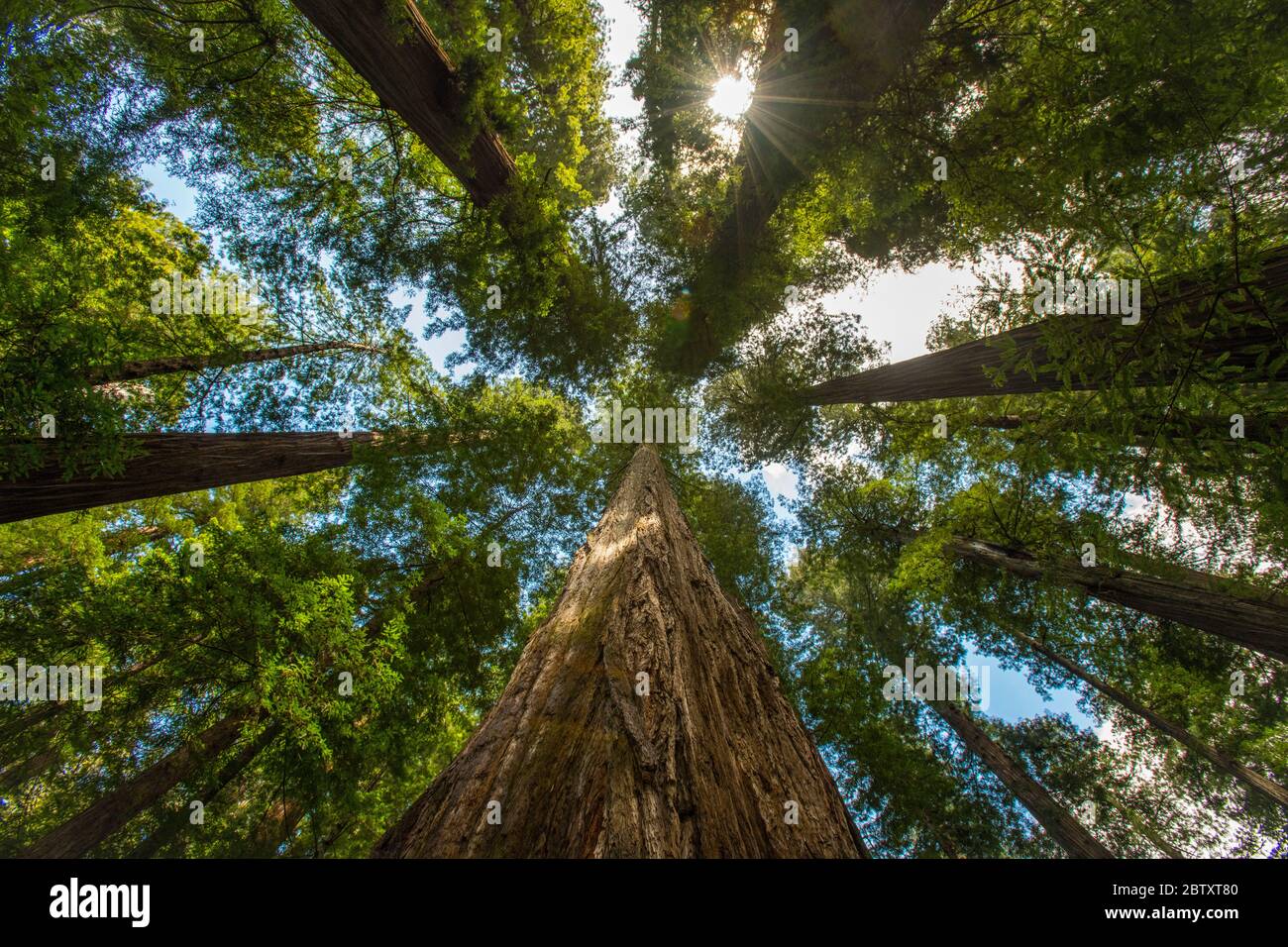 View looking up at a huge California redwood tree (Coast Redwood) in Humboldt State Park, California, USA Stock Photo