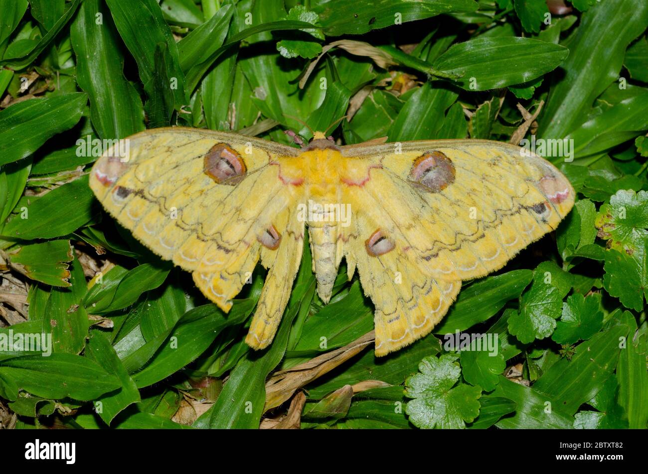 Golden Emperor Moth, Loepa katinka, on grass, Klungkung, Bali, Indonesia Stock Photo