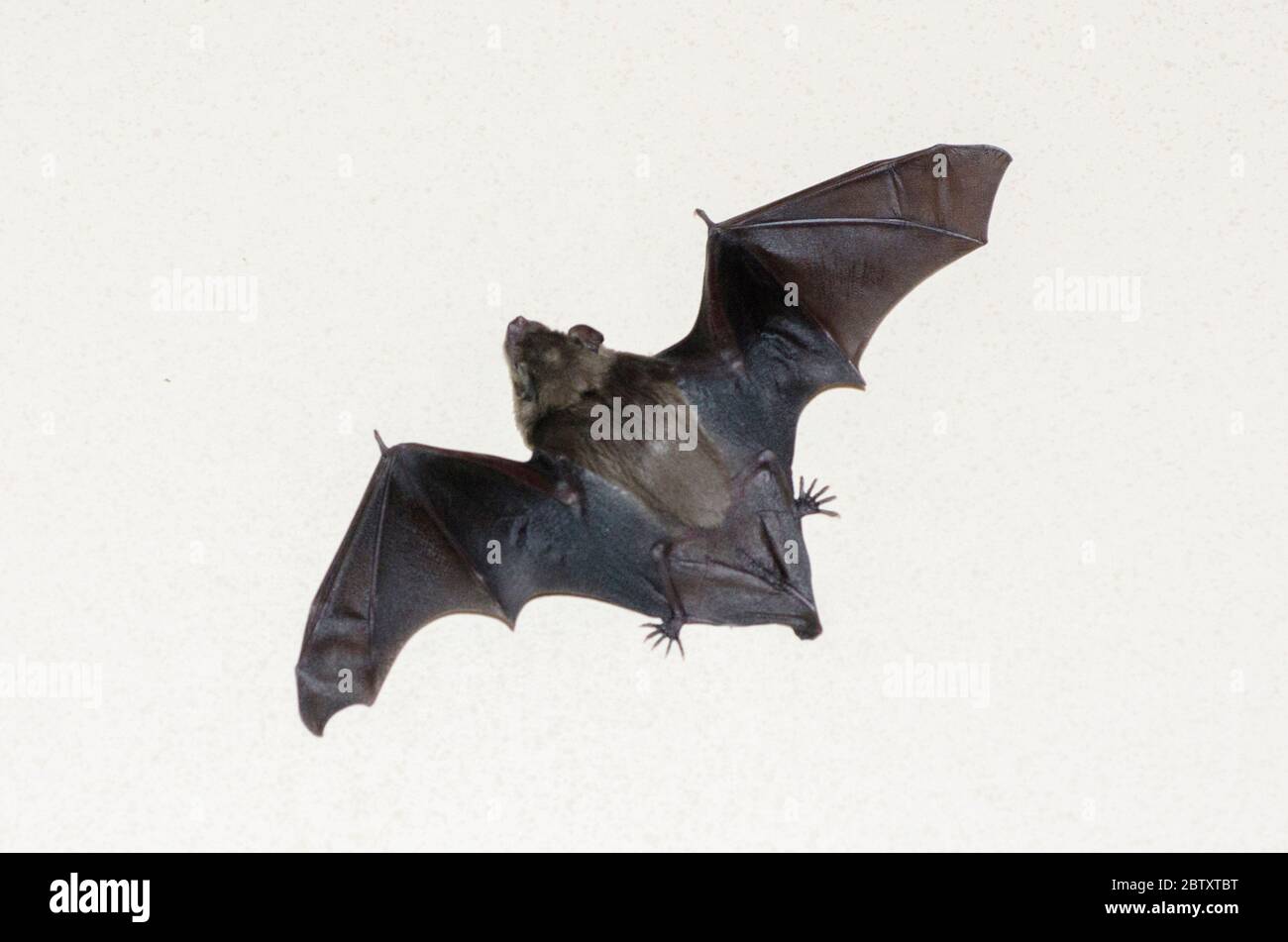 Lesser Short-nosed Fruit Bat, Cynopterus brachyotis, Klungkung, Bali, Indonesia Stock Photo