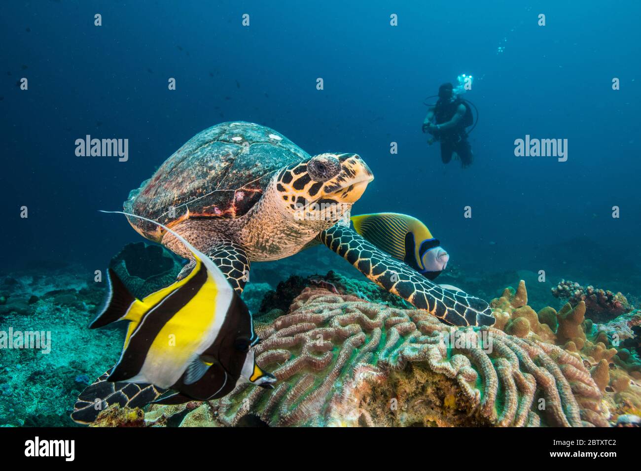 Hawksbill turtle resting on coral next to an Emperor Angelfish & Moorish Idol, with a scuba diver in background, at Nusa Penida, Bali, Indonesia Stock Photo