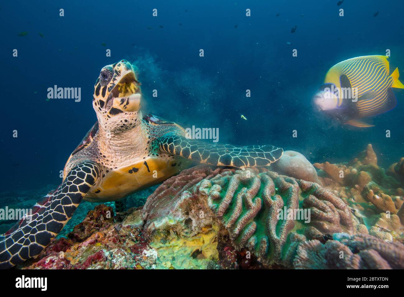 A Hawksbill turtle resting on coral eating a sponge, next to an Emperor Angelfish, at Nusa Penida, Bali, Indonesia. Stock Photo