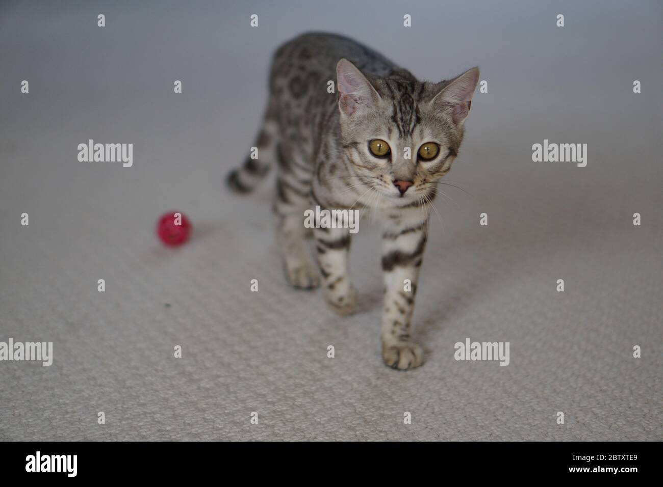 Silver Pedigree Bengal Stock Photo