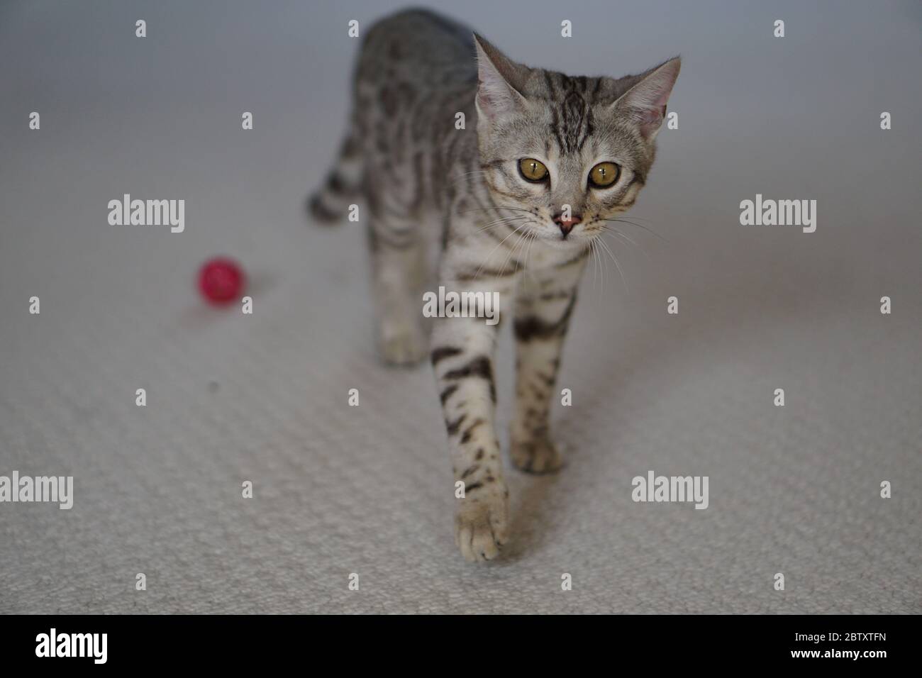 Silver Pedigree Bengal Stock Photo