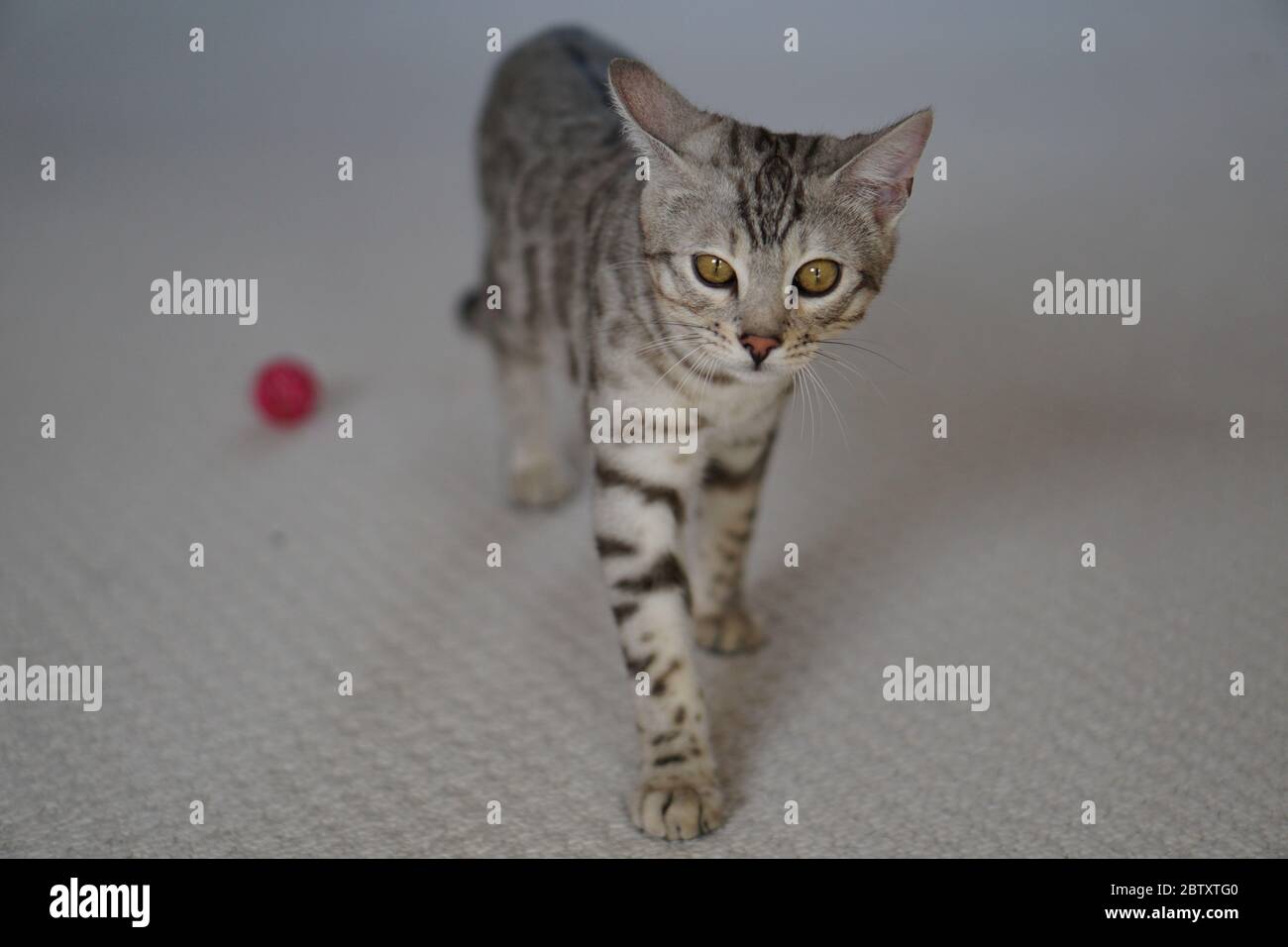 Silver Pedigree Bengal Stock Photo