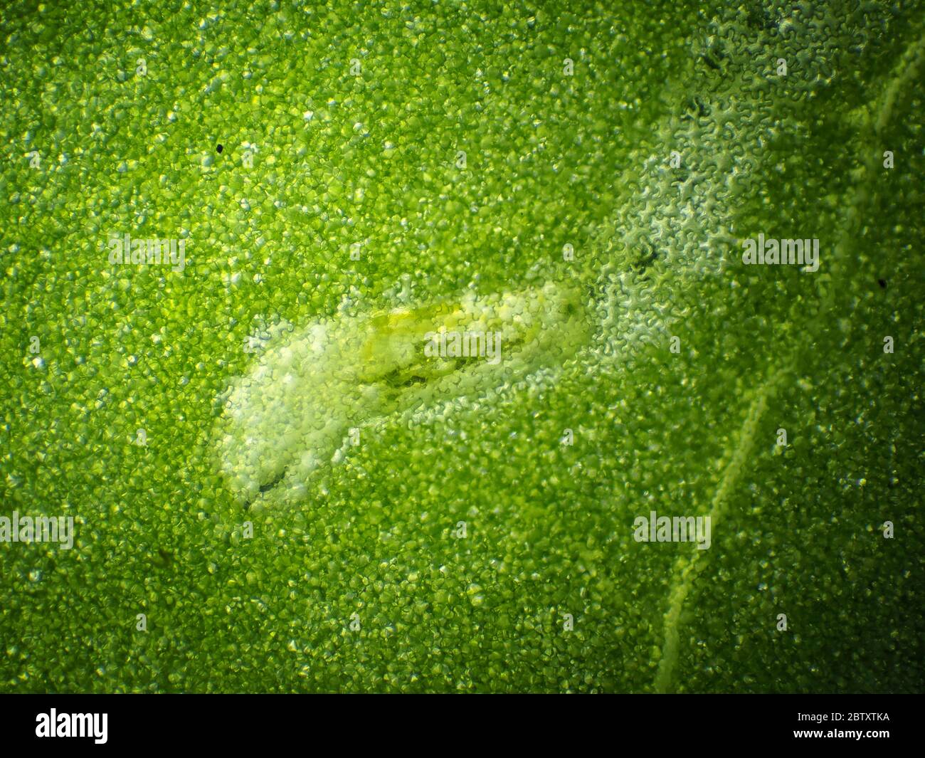 Leaf miner fly larva eating Lapsana communis leaf from inside, horizontal field of view is about 3mm (4x microscope objective) Stock Photo