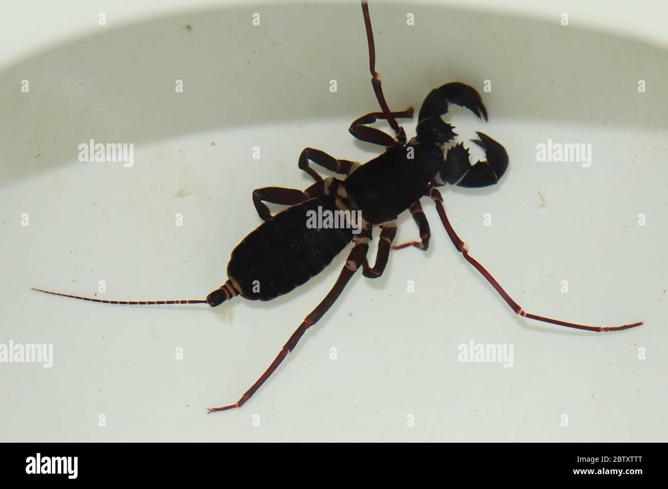 Vinegaroon, Telyphonidae Family, in toilet bowl, Weda, Halmahera, Indonesia Stock Photo
