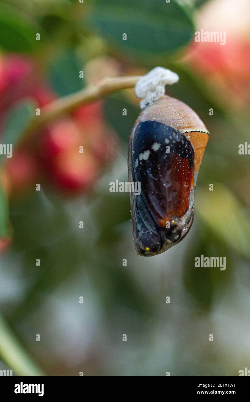 Pupa of a Plain Tiger (Danaus chrysippus) AKA African Monarch Butterfly on a flower Photographed in Israel, in August Stock Photo