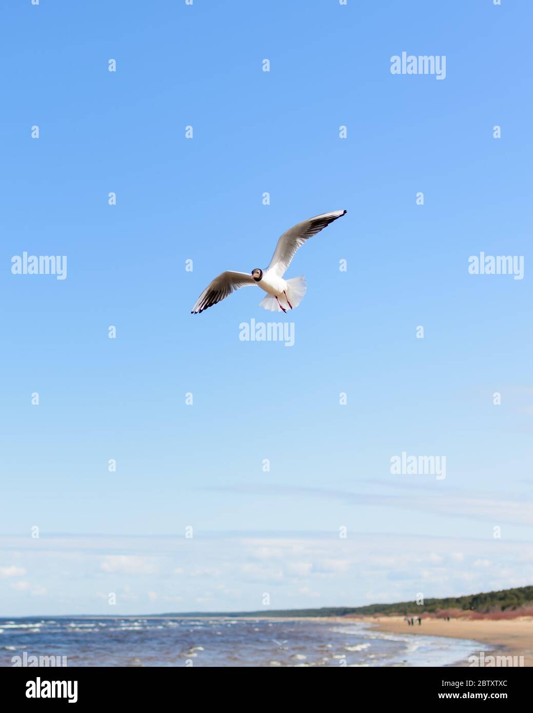 White seagull flying above the seacoast in bright blue sky Stock Photo ...