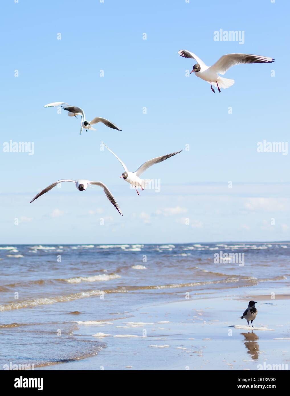 Flock of seagulls flying above the water Stock Photo - Alamy