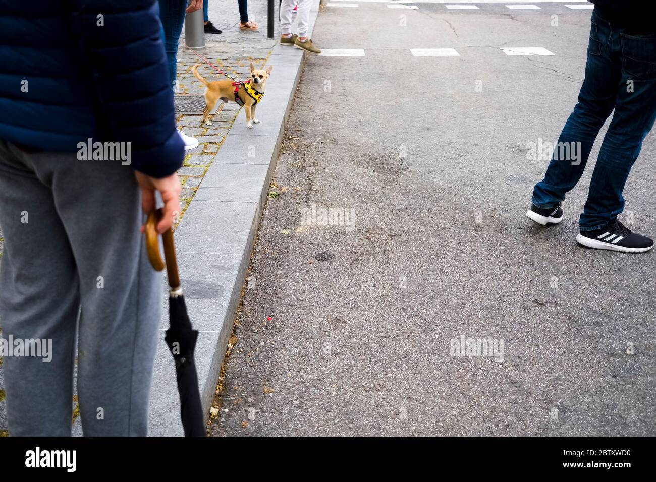 A view of a small dog waiting with other people to cross the road at the traffic lights. Stock Photo