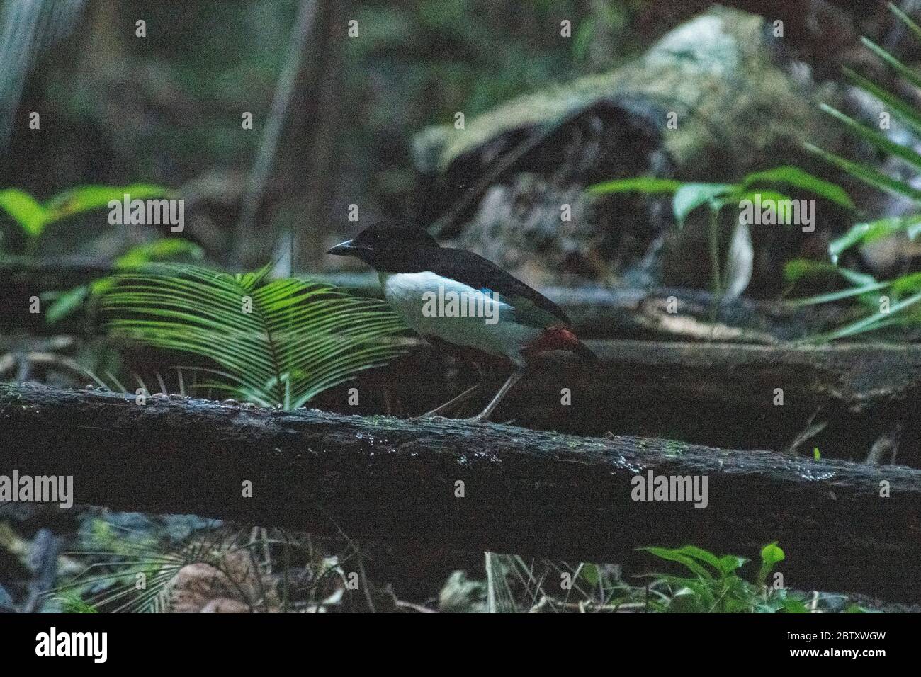 Ivory Breasted Pitta, Pitta maxima, on forest floor, endemic to