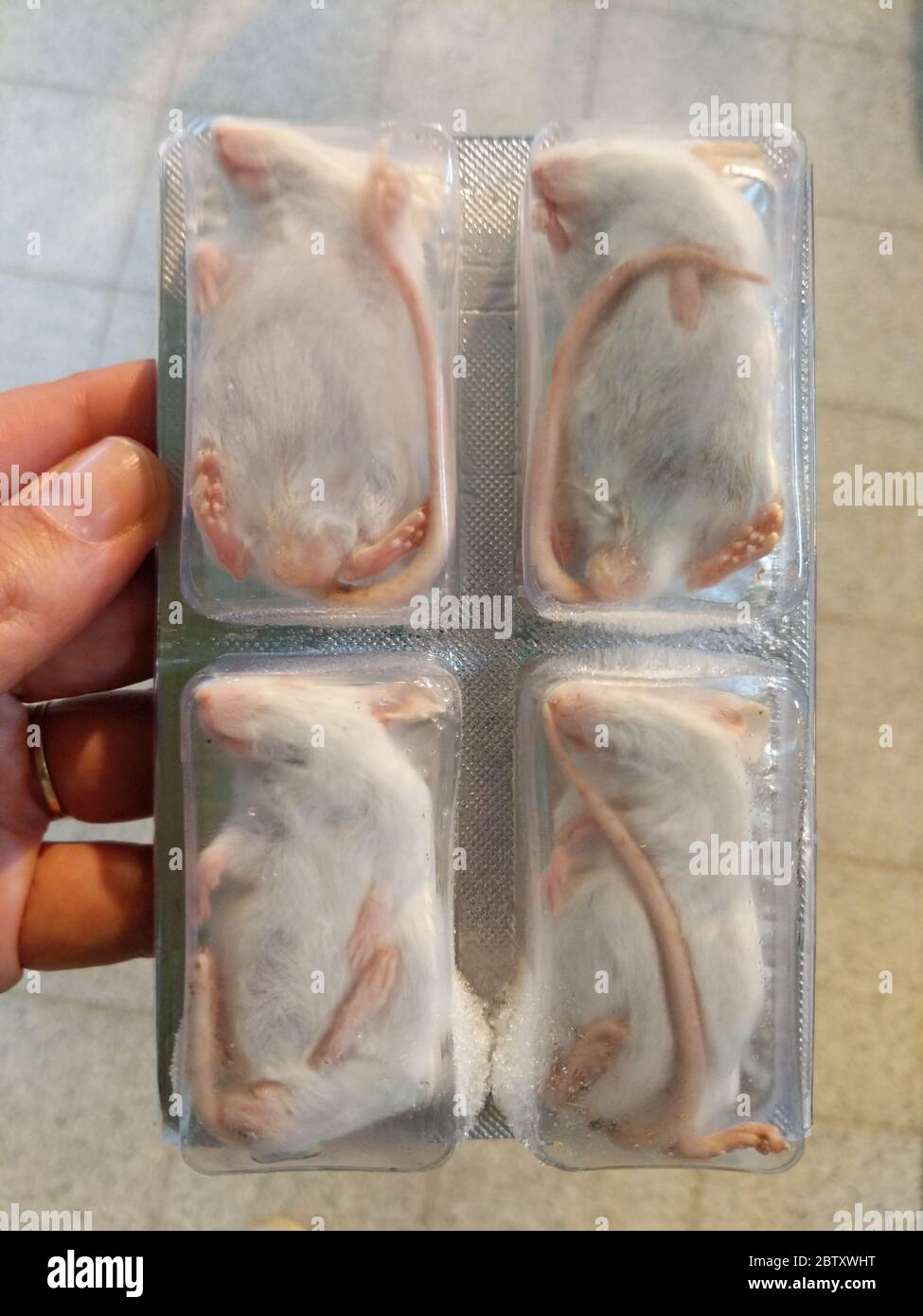 Blister pack of male adult white frozen dead feeder mice for pet snakes