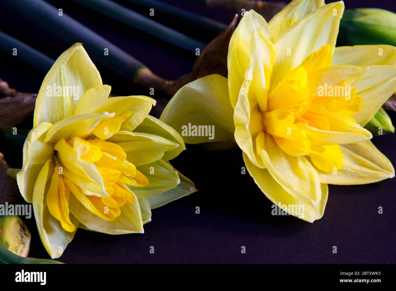 Yellow Daffodils flowers on black background Stock Photo