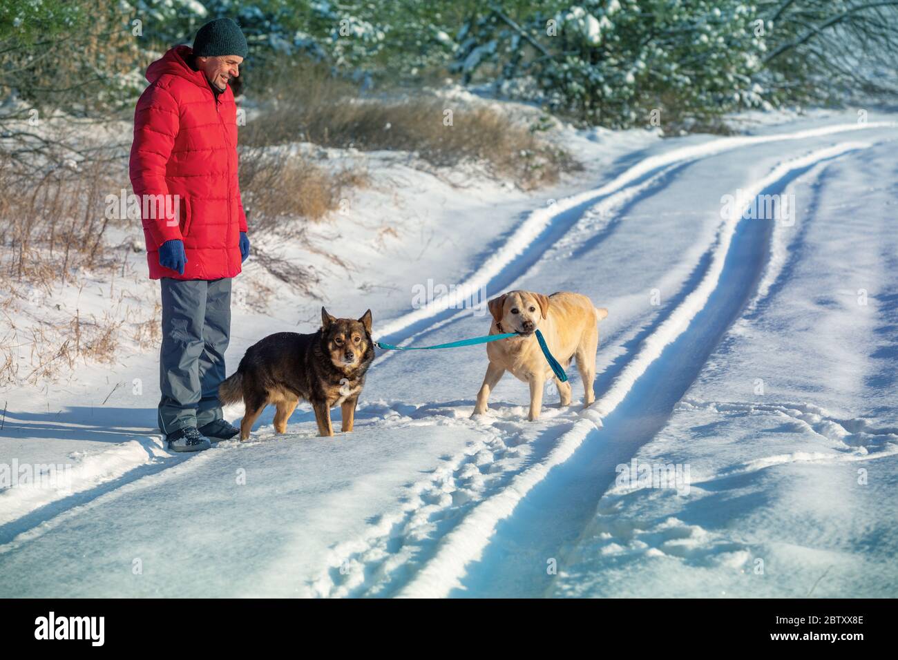 Is It Ok For Dogs To Walk In Snow