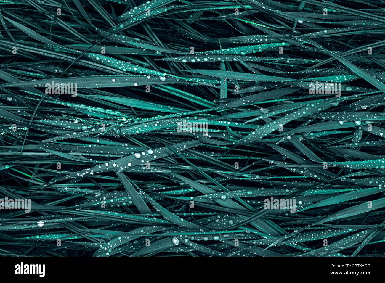 Dew drops on fresh green grass, close-up Stock Photo - Alamy