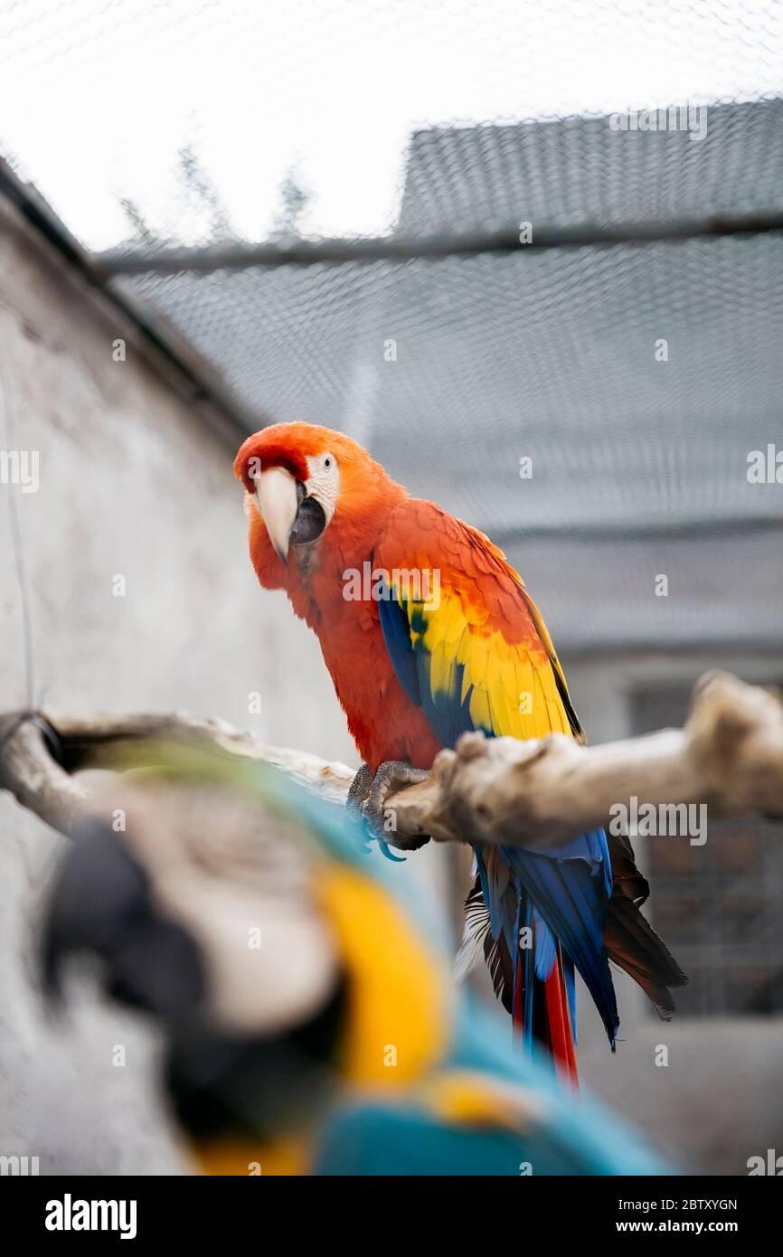 View of Scarlet macaw bird in te cage with Blue and yellow macaw Stock Photo ...