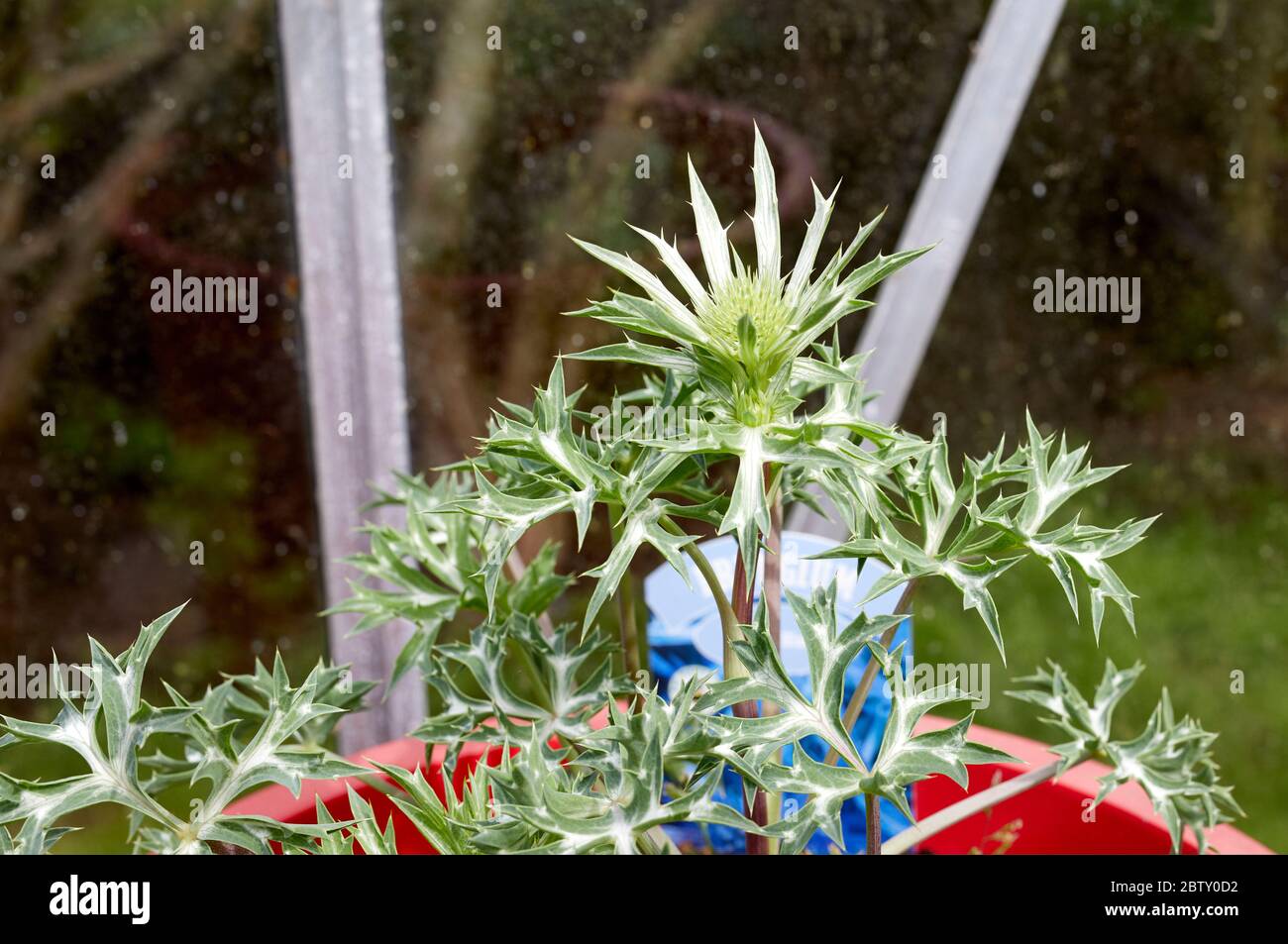 From seed, this Eryngium (bougatii Picos Blue) in the greenhouse sends out a fresh bloom in the amateur smallholding garden in Nidderdale at 900ft Stock Photo