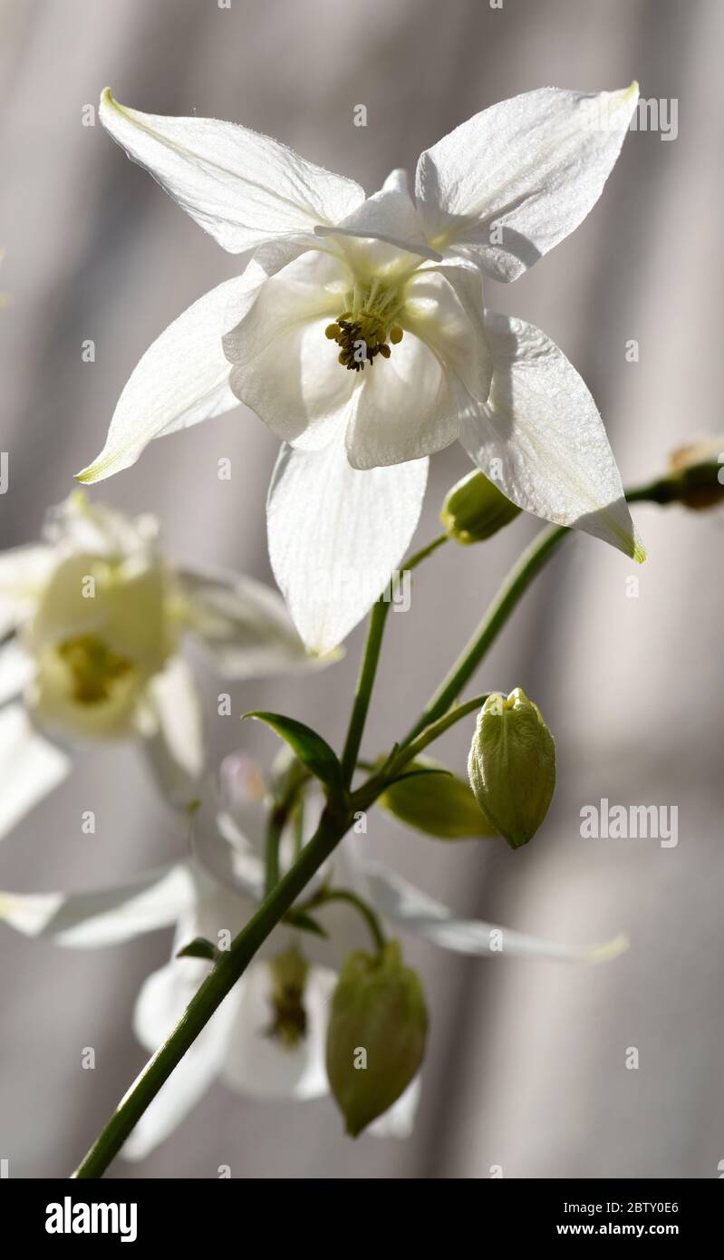 The flower of a white columbine, seen from below and back lit. Stock Photo