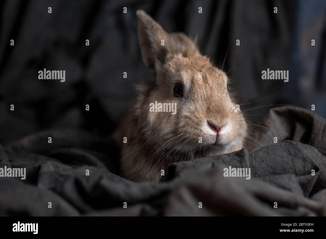 Little rabbit on a grey background Stock Photo