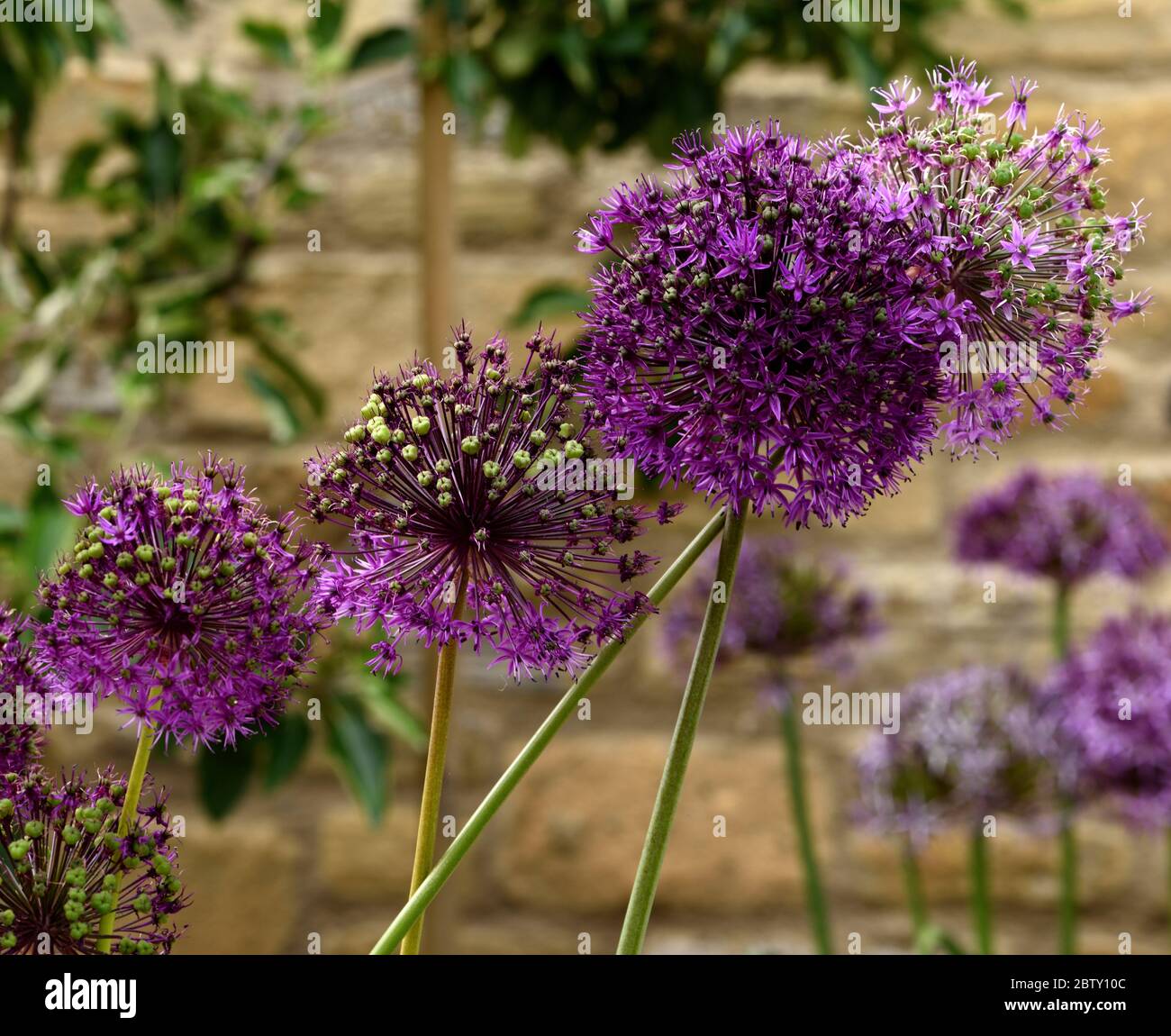 A cluster of purple Alium flower heads. Stock Photo