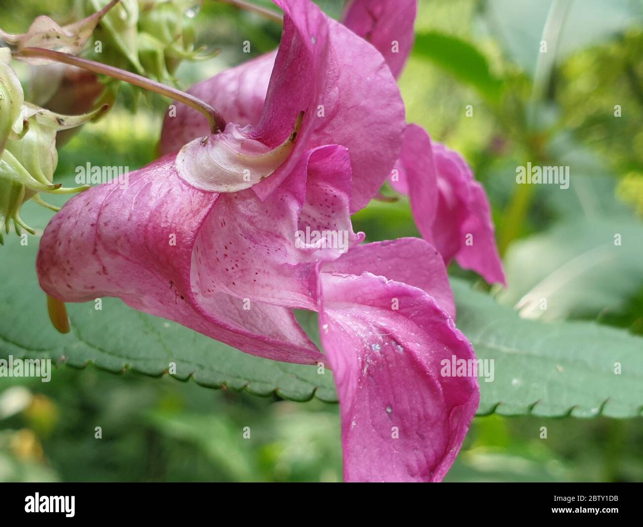 Close up beautiful bright flower hi-res stock photography and images ...