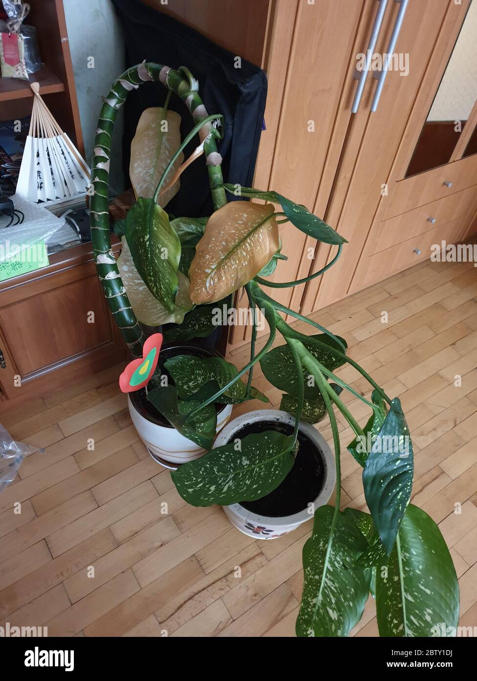 Flower bend in half and almost lying on the ground Stock Photo Alamy