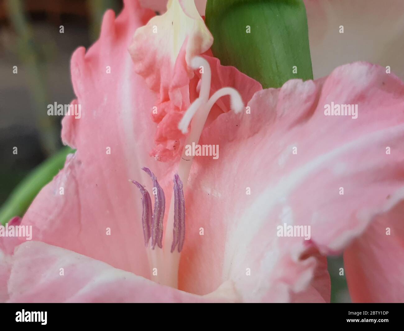 Beauty of natural flower hi-res stock photography and images - Alamy