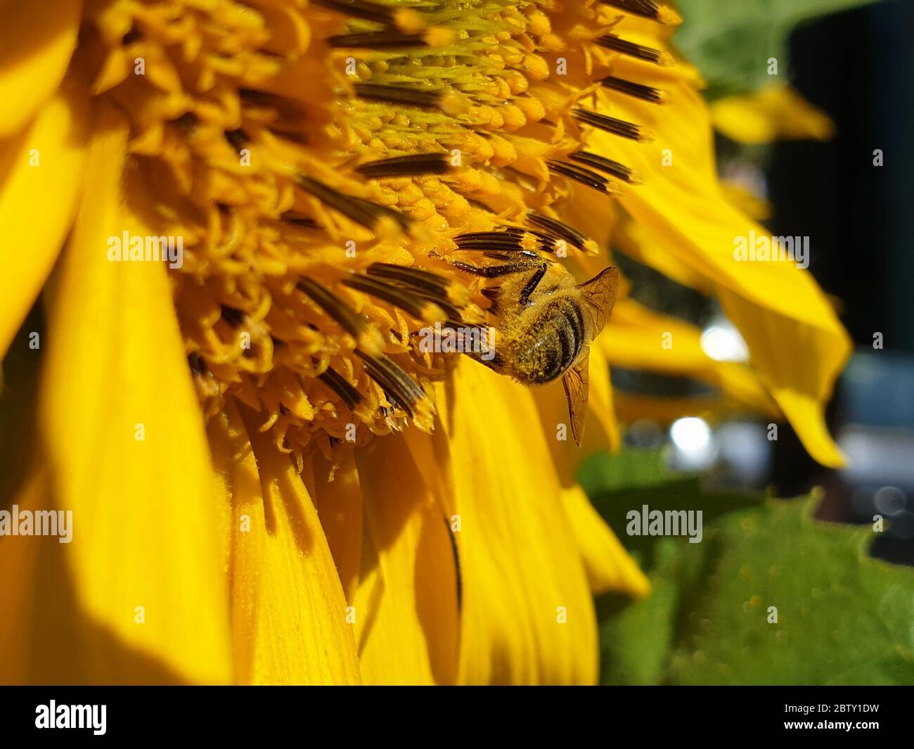 Bee on a sunflower full of pollen Stock Photo - Alamy