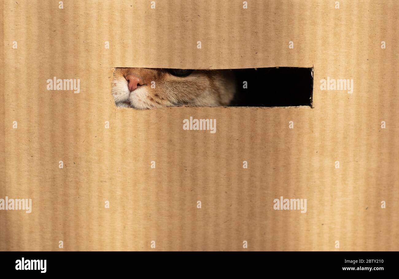 cat nose through cardboard hole Stock Photo