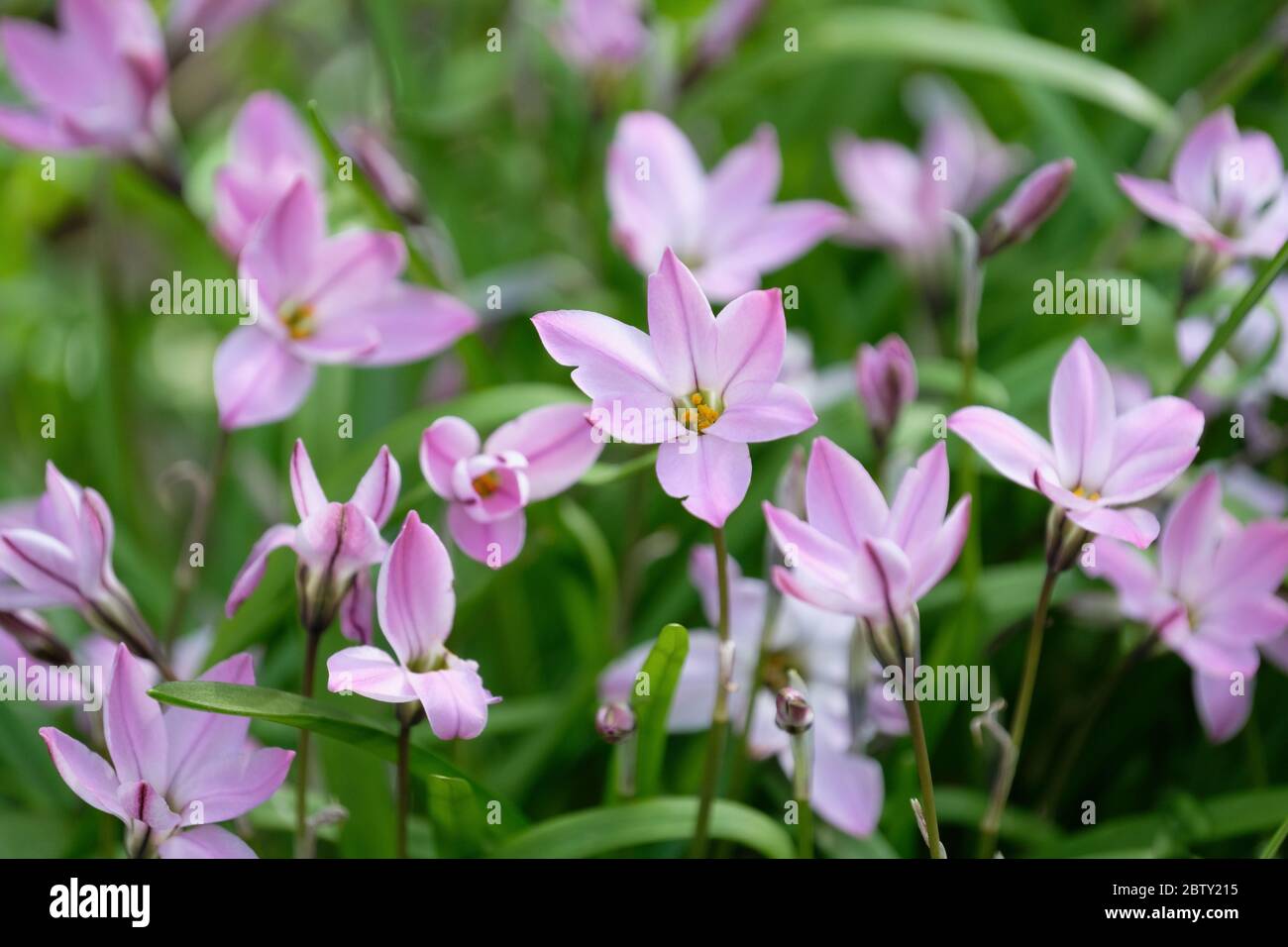 Pink flowers of Ipheion Uniflorum Charlotte Bishop, Spring Starflower Charlotte Bishop. Stock Photo