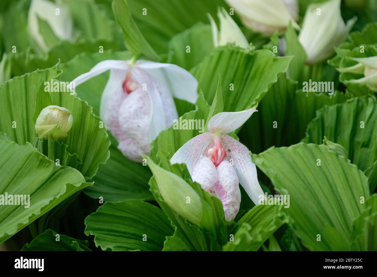Formosan lady's slipper or beautiful cypripedium, Cypripedium formosanum, orchid ladyslipper Stock Photo