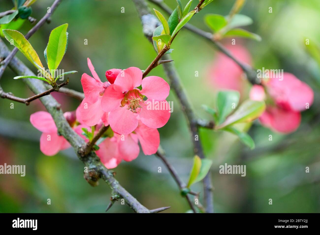 Chaenomeles Superba 'Pink Lady'. Japanese Quince 'Pink Lady', flowering quince Stock Photo