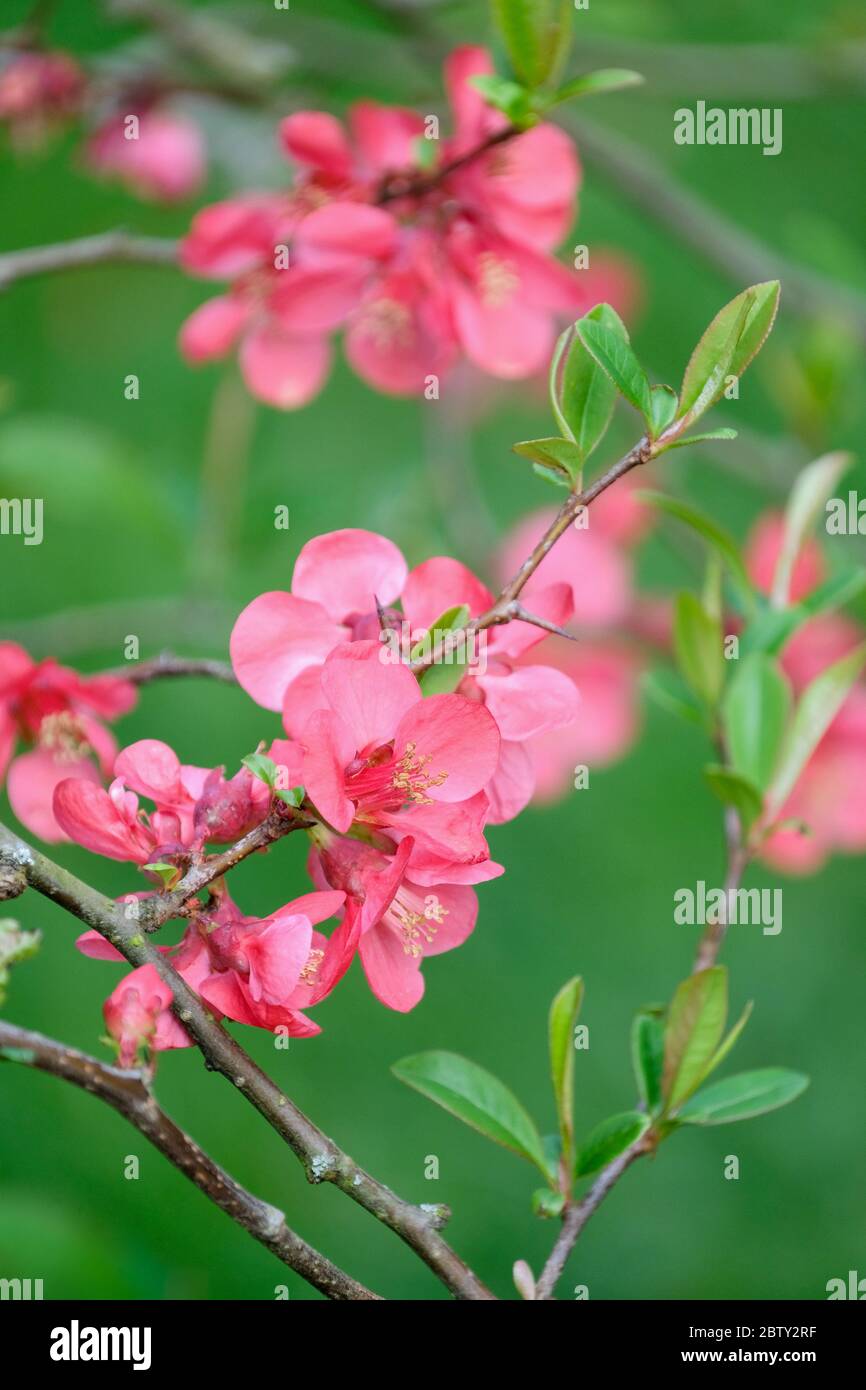 Chaenomeles Superba 'Pink Lady'. Japanese Quince 'Pink Lady', flowering quince Stock Photo