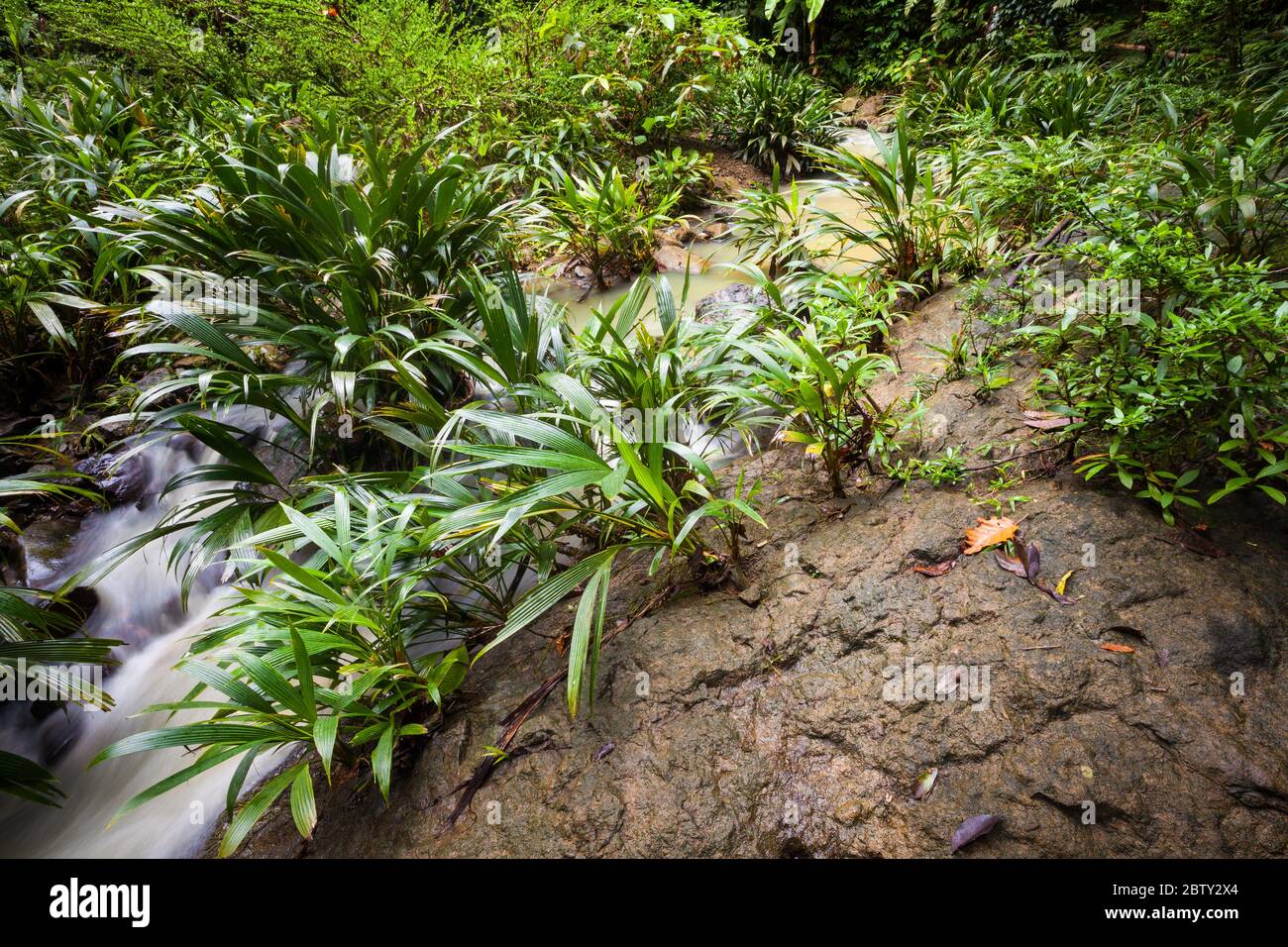 River stream surrounded by tropical vegetation in the lush rainforest at Burbayar private nature reserve, Panama province, Republic of Panama. Stock Photo