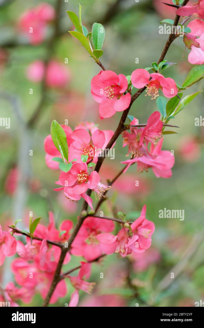 Chaenomeles Superba 'Pink Lady'. Japanese Quince 'Pink Lady', flowering