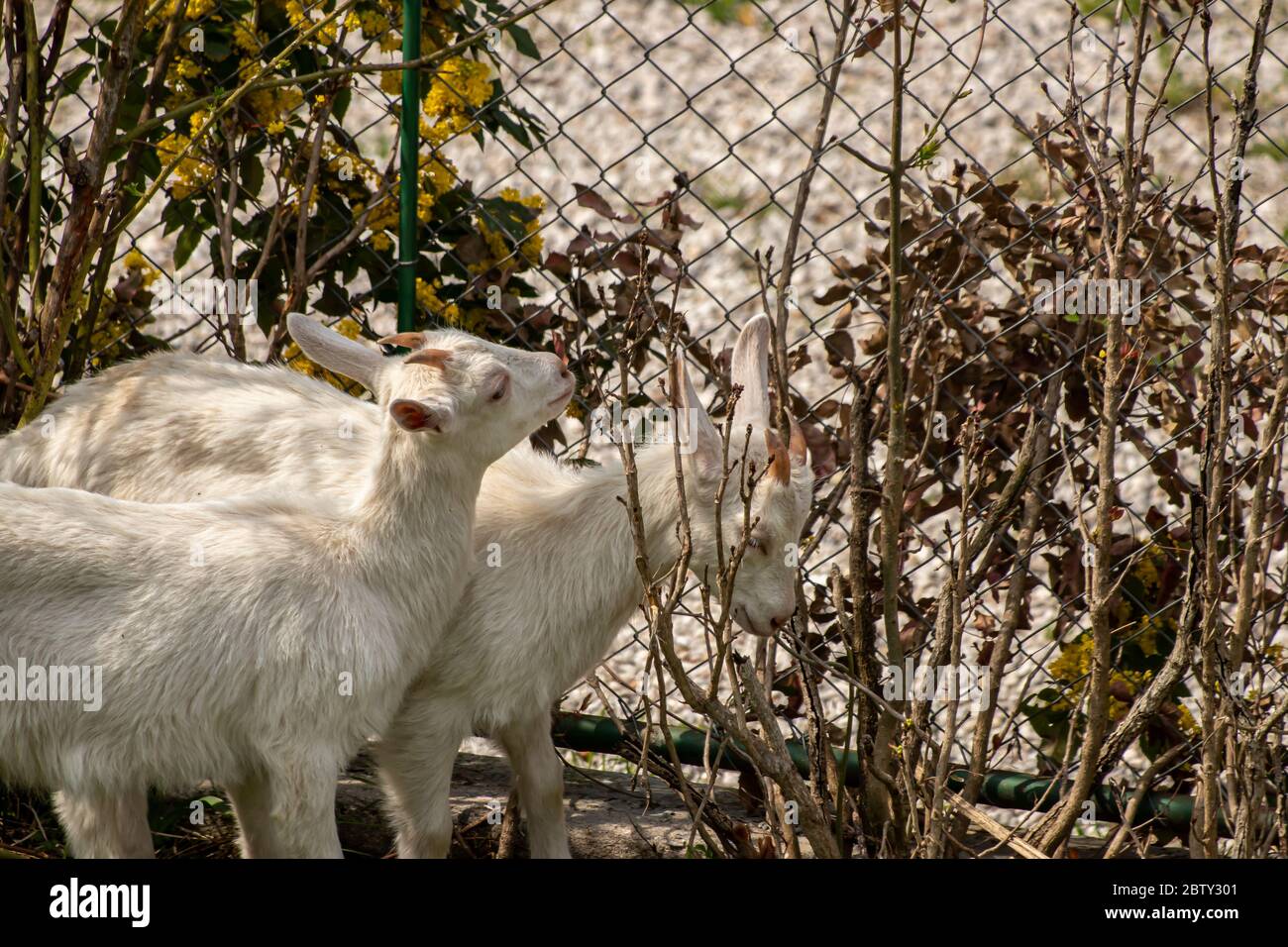 White goat eating leaves Stock Photo Alamy