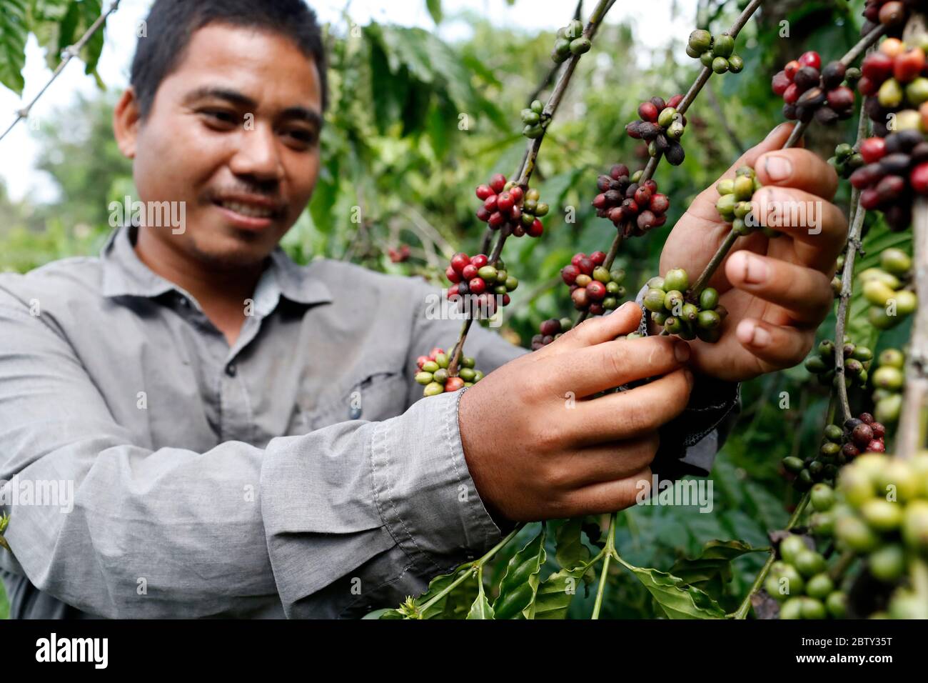 Man working in coffee plantation, Buon Me Thuot, Dak Lak, Vietnam, Indochina, Southeast Asia, Asia Stock Photo