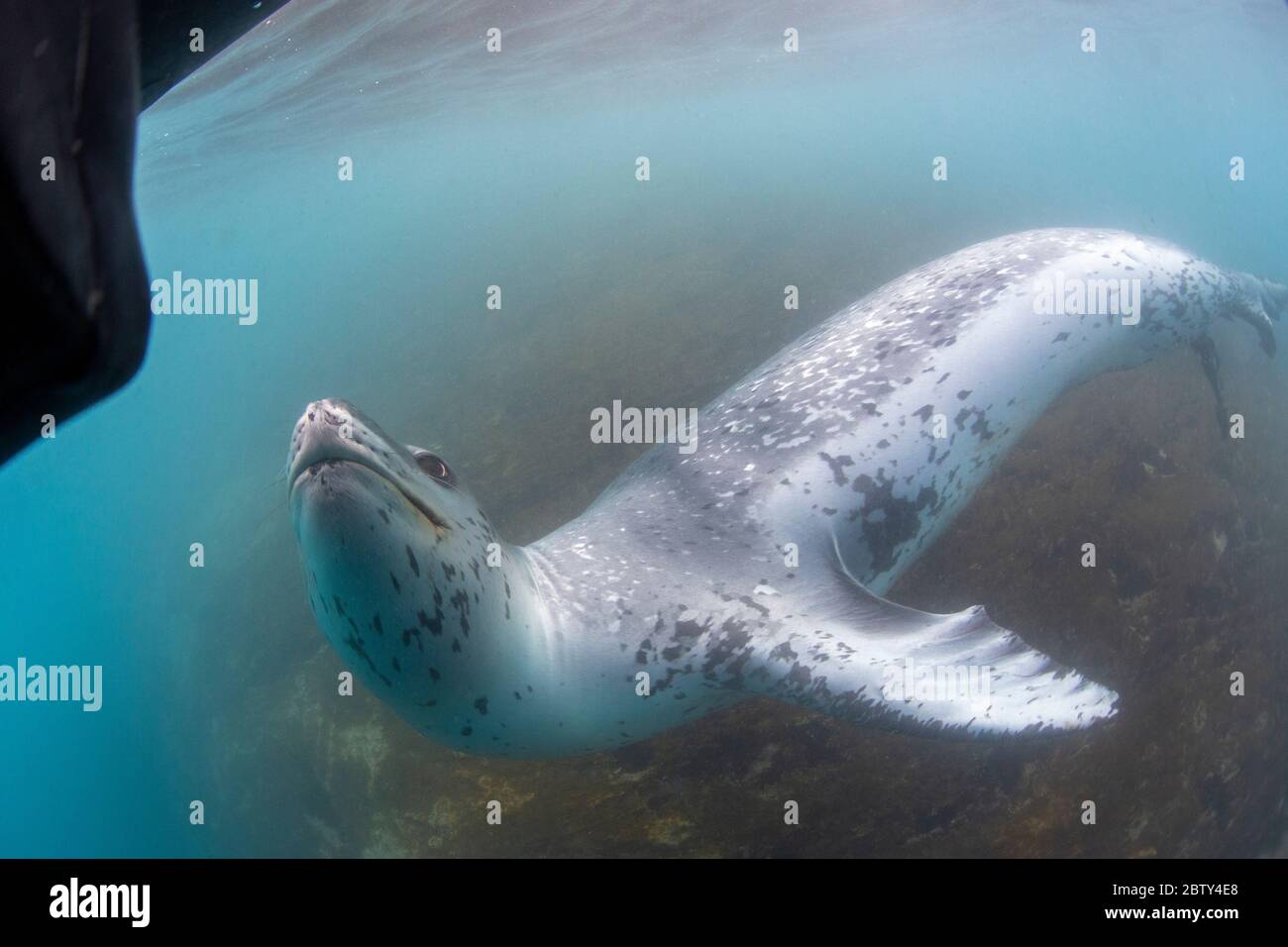 A curious male leopard seal (Hydrurga leptonyx), underwater at Monroe ...